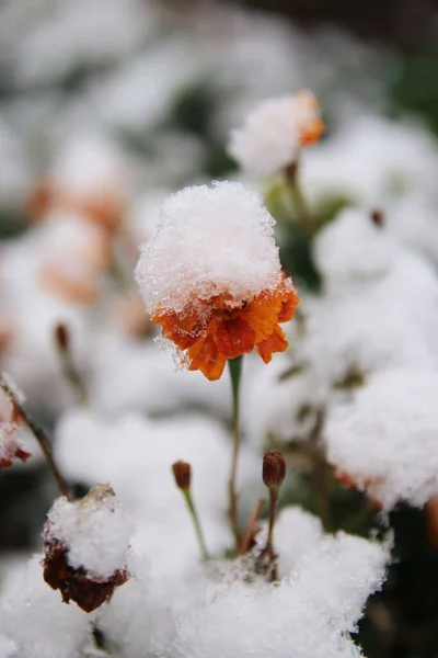 Pionowe Ujęcie Pomarańczowego Kwiatu Nagietka Pokrytego Śniegiem — Zdjęcie stockowe