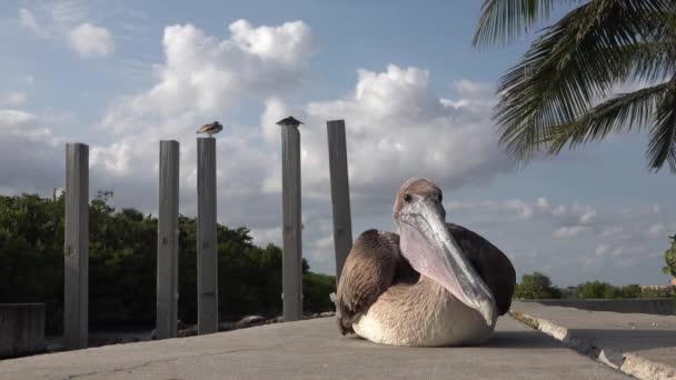 フロリダ州のボーントン ビーチ インレット パークの防潮堤に座っているペリカン バードの閉鎖 — ストック動画