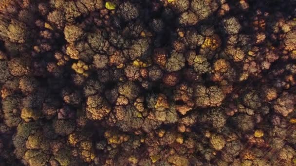 Una Vista Aerea Lussureggiante Fitta Foresta Autunnale Con Alberi Colorati — Video Stock