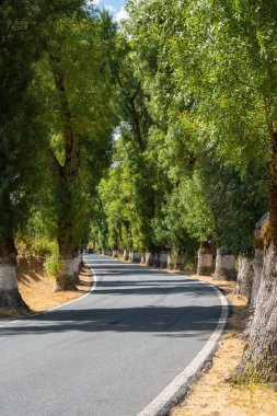 Portekiz 'deki yol işaretleri için beyaz kireçle boyanmış bir ağaç tüneli.