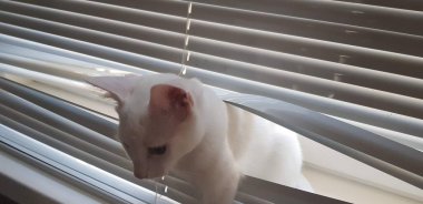 Tuhaf gözlü beyaz khao manee kedicik. Heterokromlu kedi.