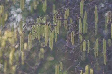 Bahçede bulanık arkaplanı olan sığ bir fındık çiçeği odağı.