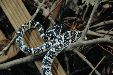 Dişi bir Tropidolaemus wagleri. Daha çok Wagler 'in çukur engereği olarak bilinir. Bukit Lawang Kuzey Sumatra, Endonezya' da görüldü.
