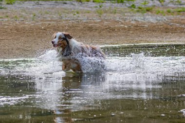 Nehirde oynayan ve suyun tadını çıkartan bir köpeğin güzel bir görüntüsü.
