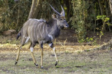 Afrika 'da güzel erkek nyalası
