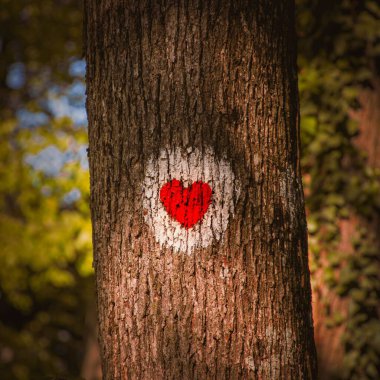 Parkta kırmızı kalp boyası olan bir ağaç gövdesi.