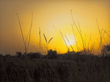 Gün batımında sarı gökyüzüne karşı çimenlerin yakın çekimi.