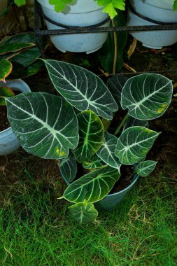 Tropikal saksı bitkisinin dikey görüntüsü Alocasia Reginula