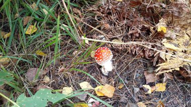 Amanita muscaria mantarı yetiştirmeye yakın çekim.