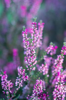 Bahçedeki heather 'ın seçici odak noktası.