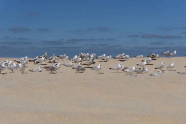 Deniz kıyısındaki bir martı sürüsünün yakın çekim görüntüsü.