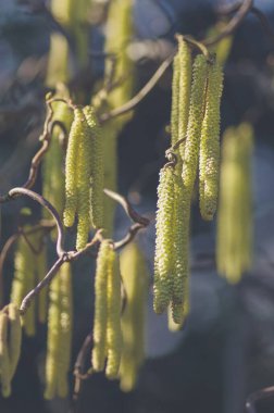 Bahçede bulanık arkaplanı olan sığ bir fındık çiçeği odağı.