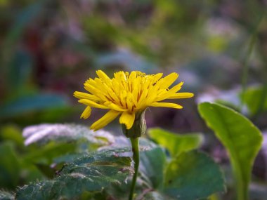 Bahçedeki karahindiba çiçeğinin güzel manzarası