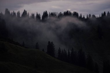 Avusturya 'nın Vorarlberg kentindeki dağların yakınlarındaki güzel bir ormanın hava manzarası.