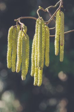 Arka planda bulanık, dikey çekimli, sığ bir fındık çiçeği odağı.
