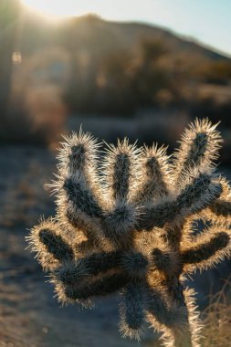 Kaliforniya, ABD 'de güneş ışığının altındaki Joshua Tree.