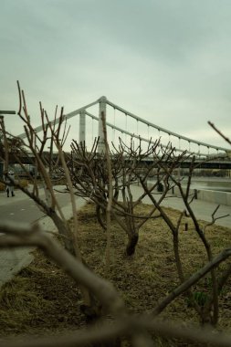 Köprüde kuru ağaçlar olan güzel bir parkın dikey görüntüsü.