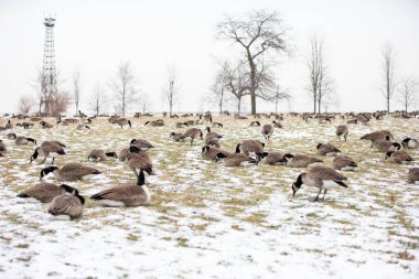 Kış tarlasında gıdaklayan kaz sürüsü