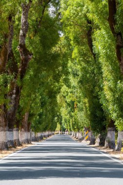 Uzun ağaçların ortasında asfalt bir yol.