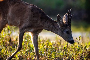 Gündüz vakti ormandaki yemyeşil bir tarlada görkemli bir geyik