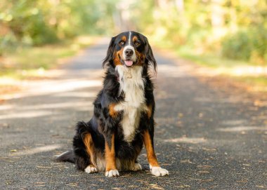 Bernese Dağ Köpeği 'nin parkta çekilmiş yakın çekimi.