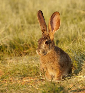 Bulanık arka planda çimlerin üzerinde oturan şirin bir tavşan (Lepus saxatilis) dikey görüntüsü