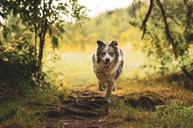 Parkta koşan sevimli bir Avustralyalı çoban.