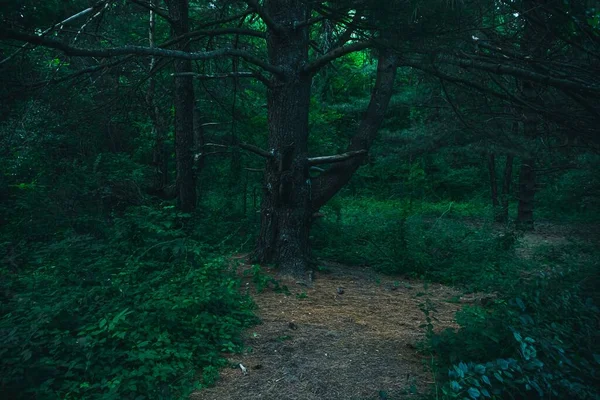 Eski Bir Ağaç Ormandaki Taze Bitki Örtüsüyle Güzel Bir Patika — Stok fotoğraf