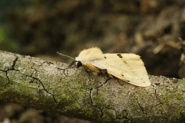 木の樹皮の上にあるバフ アーミン フクロウの蛾 Spilarctia Luteum — ストック写真