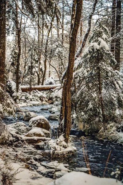 瑞典一个冬季森林里一条流过白树的小河的垂直拍 — 图库照片