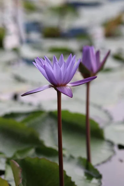 Shallow Focus Two Purple Egyptian Lotus Flowers Green Swamp Leaves — Stock Photo, Image