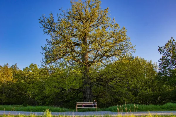 스웨덴의한 공원의 의자에 — 스톡 사진
