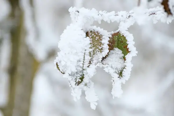 Primer Plano Las Hojas Verdes Marrones Cubiertas Nieve Sobre Fondo — Foto de Stock