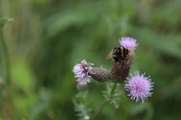 Eine Nahaufnahme Der Biene Auf Der Blume — Stockfoto