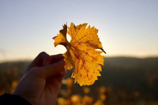 黄色の葉を持つ者の閉鎖 — ストック写真
