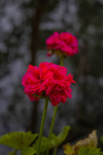 Eine Vertikale Nahaufnahme Einer Garten Geranienblume — Stockfoto
