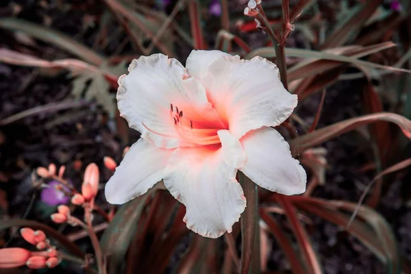 一张白色花朵的特写照片 花园里闪烁着红色的光芒 — 图库照片