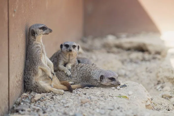 Funny Cute Group Meerkats Blurred Background Rocks — Stock Photo, Image