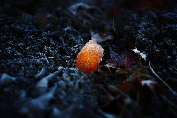 Egy Közeli Felvétel Egy Narancs Levélről Ami Homályos Háttérrel Esett — Stock Fotó