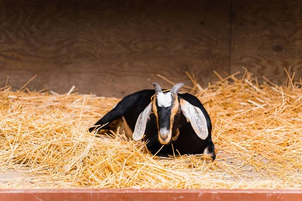 Tiro Perto Uma Cabra Anglo Nubiana Sentada Feno Dourado Luz — Fotografia de Stock