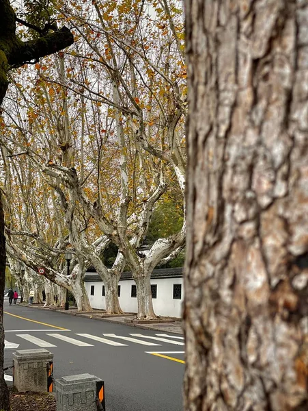 Eine Vertikale Aufnahme Einer Straße Mit Einer Baumreihe Herbst — Stockfoto