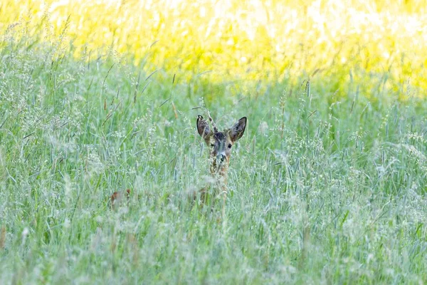 Majestätisk Hjort Som Gömmer Sig Bakom Gräs Ett Vintergrönt Fält — Stockfoto