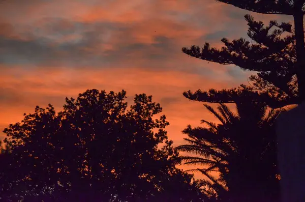 Ein Schöner Ruhiger Sonnenuntergang Hintergrund Der Baumsilhouette — Stockfoto