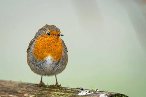 Small Cute European Robin Erithacus Rubecula Resting Wooden Fence Blurred — Stock Photo, Image