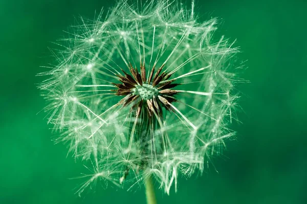 Makro Ujęcie Kwiatu Mniszka Lekarskiego Odizolowanego Zielonym Tle — Zdjęcie stockowe