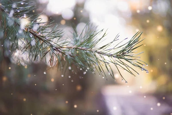 Selective Focus Shot Pine Branch Dewdrops — Stock Photo, Image