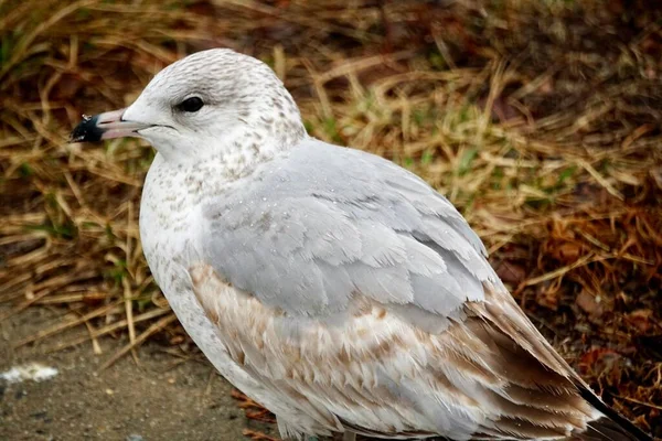 Sebuah Closeup Dari Burung Camar Tanah Selama Hujan Dengan Latar — Stok Foto