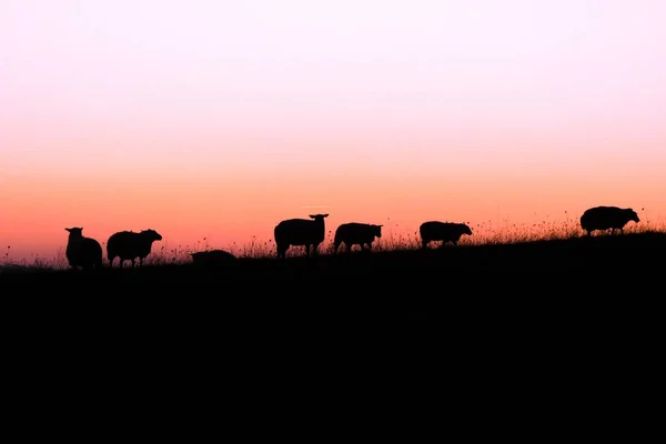 红色落日的背景下 羊群在田野里吃草的黑色阴影 — 图库照片