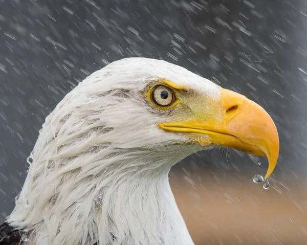 Eine Schöne Nahaufnahme Eines Weißkopfseeadlers Der Unter Dem Regen Nass — Stockfoto