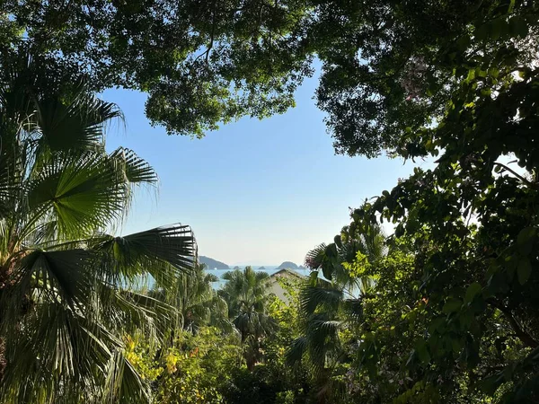 美丽的天气里 一片宁静的热带荒野 茂密的绿树在晴朗的天空下俯瞰着平静的大海 — 图库照片
